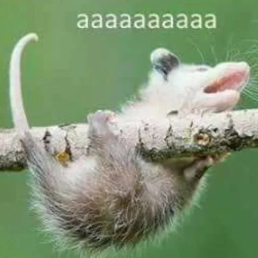 Эмодзи Awesome Oposum ☺️