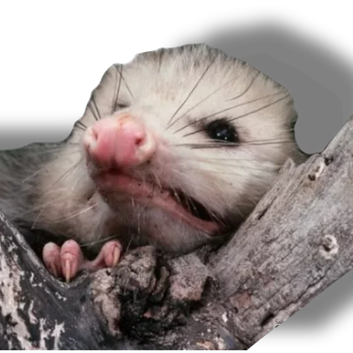 Эмодзи Awesome Oposum 😏