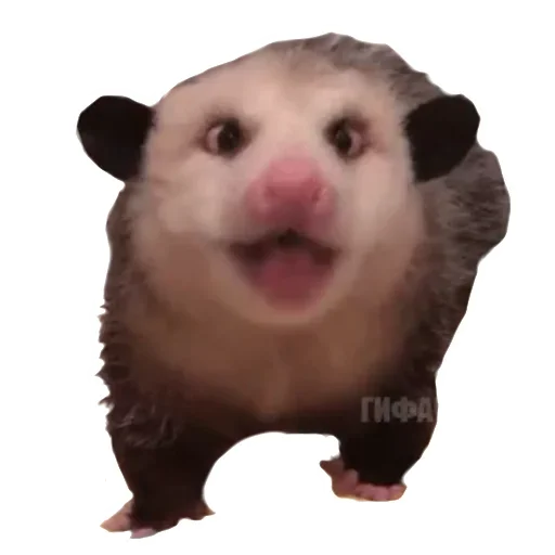 Telegram Sticker «Awesome Oposum» 😋