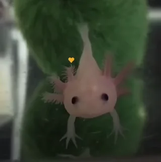 Axolotl sticker 🫧