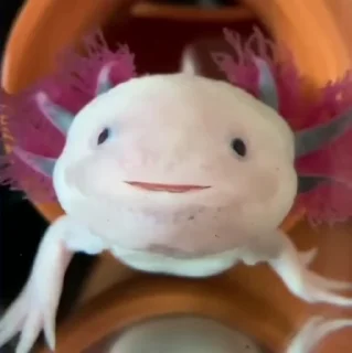 Axolotl sticker 🫧