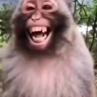 Monkeys | Обезьяны stiker 🤣