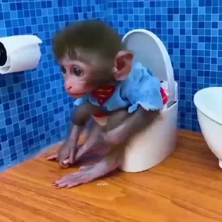 Monkeys | Обезьяны sticker 🚽