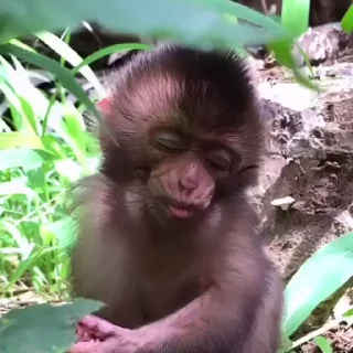 Monkeys | Обезьяны stiker 💤