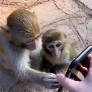 Monkeys | Обезьяны sticker 📱