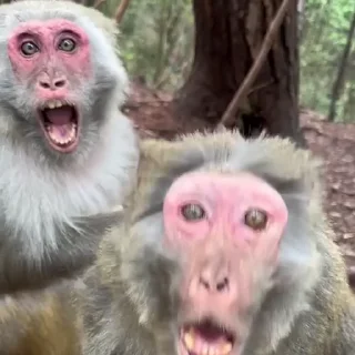 Стікер Monkeys | Обезьяны 😧