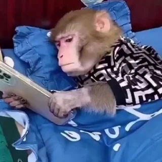 Monkeys | Обезьяны stiker 😠