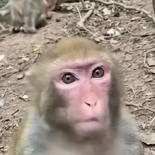 Monkeys | Обезьяны sticker 😠