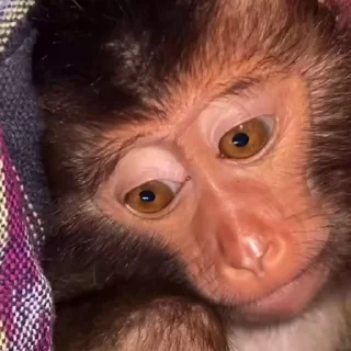 Monkeys | Обезьяны stiker 😵‍💫