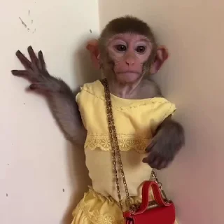 Monkeys | Обезьяны sticker ☺️