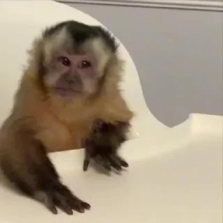Monkeys | Обезьяны stiker 🫡