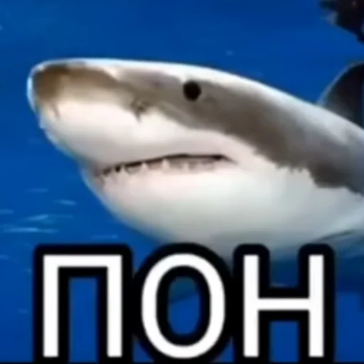 Telegram Sticker «акулыч» 😐
