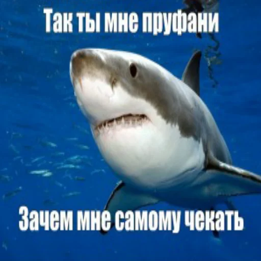 Стікер Telegram «акулыч» 😐