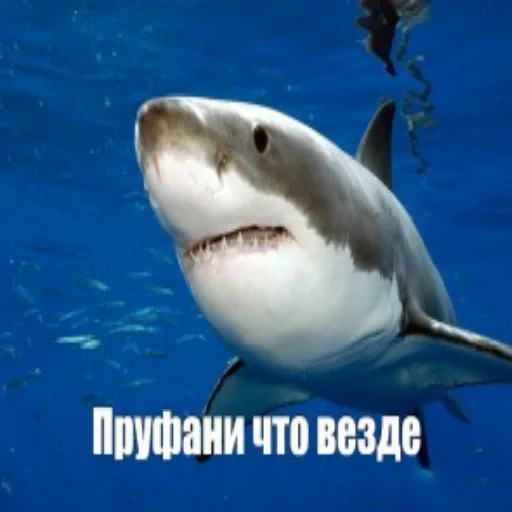 Telegram Sticker «акулыч» 😐