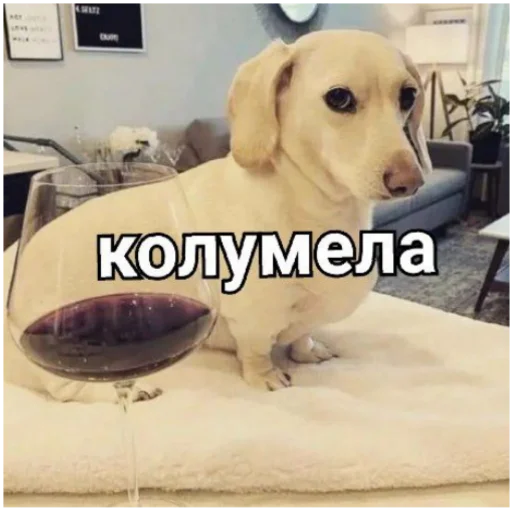 київський arara gomen emoji 🪵