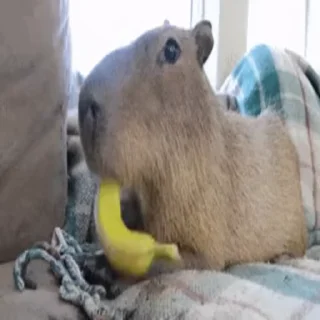 Стикер Animated Kapibara 🍌