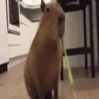 Стикер Animated Kapibara 😆