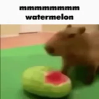 Стикер Animated Kapibara 🍉