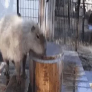 Стікер Animated Kapibara 🏆