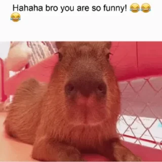 Стікер Animated Kapibara 🤨