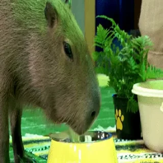 Стікер Animated Kapibara 🙂