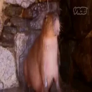 Стикер Animated Kapibara 😶‍🌫️