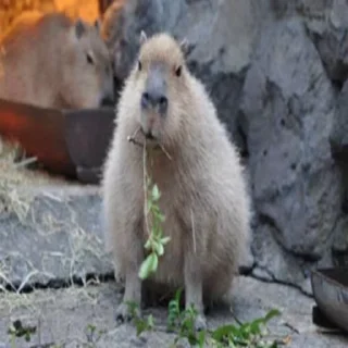 Стікер Animated Kapibara 🥦