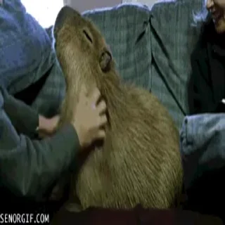 Стикер Animated Kapibara 😊