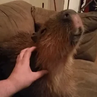 Стикер Animated Kapibara 😝