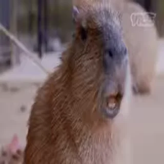 Стикер Animated Kapibara 🤨