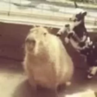 Стикер Animated Kapibara ☹️