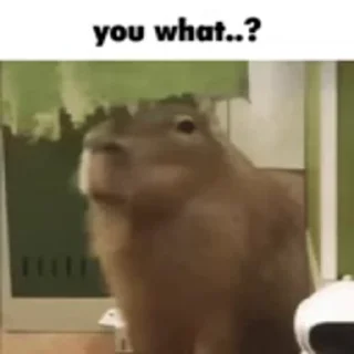 Стикер Animated Kapibara 🤨