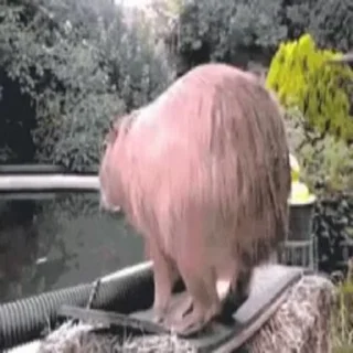 Стикер Animated Kapibara 🙃