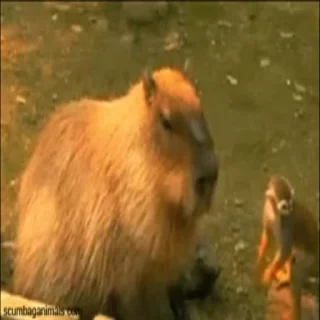 Стикер Animated Kapibara 🥸