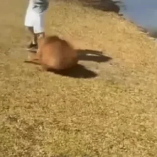 Стикер Animated Kapibara 🥶