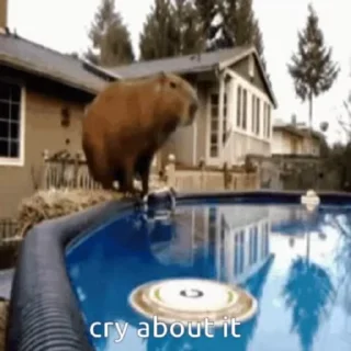 Стикер Animated Kapibara 😯