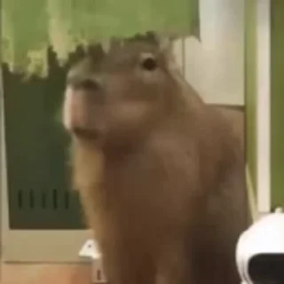 Стикер Animated Kapibara 😶