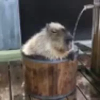 Стікер Animated Kapibara 🥴
