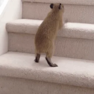 Стікер Animated Kapibara 😃
