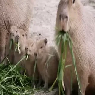 Стикер Animated Kapibara 🌿