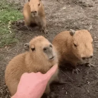 Стикер Animated Kapibara 😅