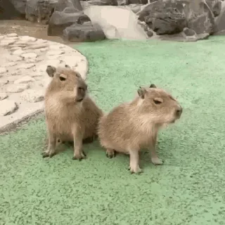 Стикер Animated Kapibara 😒