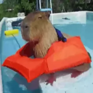 Стикер Animated Kapibara 😋