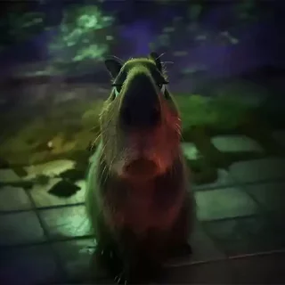 Стікер Animated Kapibara 😐