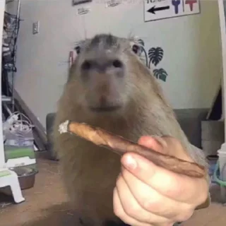 Стікер Animated Kapibara 🌿
