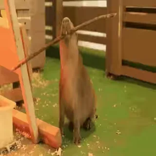 Стикер Animated Kapibara 😳