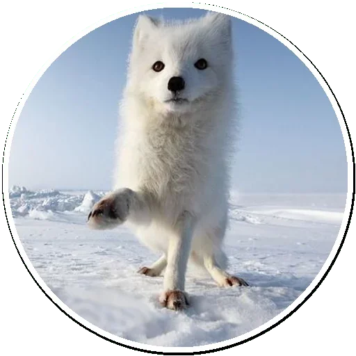 Стикеры телеграм Arctic Fox
