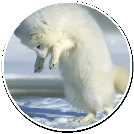 Стикер Telegram «Arctic Fox» 😉