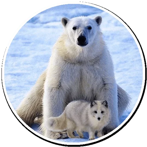 Telegram stickers Arctic Fox