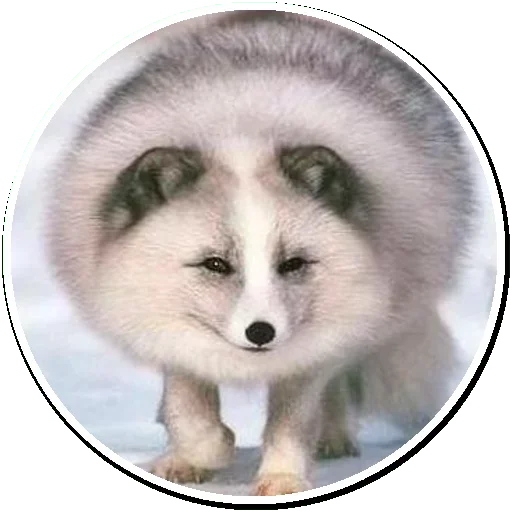 Эмодзи Arctic Fox 😩